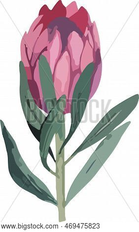 Set Realistic Vector Illustration Of Protea Flowers. Tropical King Flower Protea In Bloom.