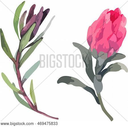 Set Realistic Vector Illustration Of Protea Flowers. Tropical King Flower Protea In Bloom.