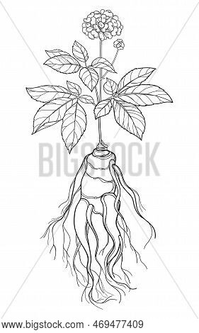 Vector Outline Panax Ginseng Or Chinese Ginseng Berry Bunch And Root In Black Isolated On White Back