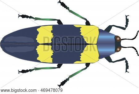 Beetle Vector Illustration. Jewel Beetle Chrysochroa Mniszechii, Colorfull Metallic Blue Exotic Inse