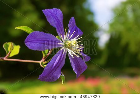 Eine schöne lila Clematis