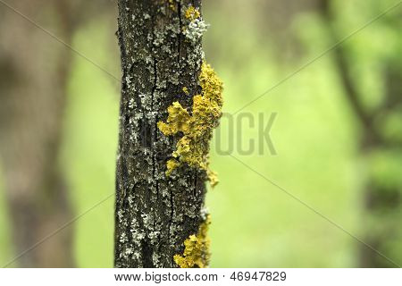 Baumstamm mit gelben Pilz