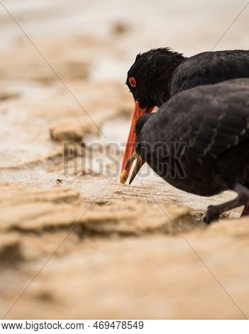 A Pair Of Foraging Black Variable Oystercatcher Bird Walking On Low Tide Sand Bank Beach In Abel Tas