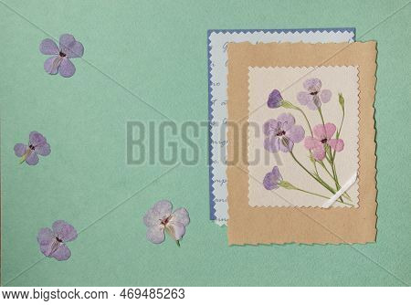 Page From An Old Photo Album. Flowers Viscaria. Scrapbooking Element Decorated With Leaves, Flowers 