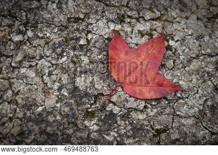 Close-up Of Maple Leaves (acer Wilsonii  Rehder) On A Brown Bark Textured Background. Leaves Have 3 