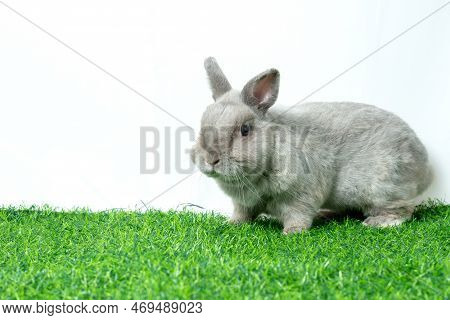 Adorable gray rabbit sit isolated white background. Cute fur easter bunny are rodent mammal. Sweet f