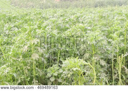 Wormwood Tree Farm Used In The Alcoholic Drinks