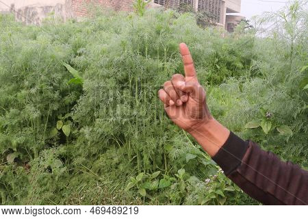 Finger Sign On Wormwood Tree Farm