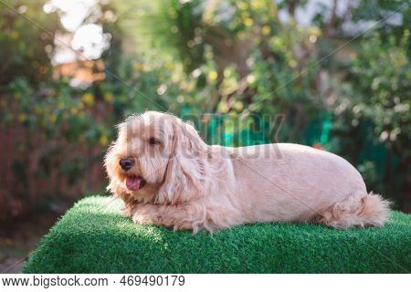 Happy Cockapoo dog sit on wooden table. Puppy Cockapoo or adorable cocker is mixed breeding animal (