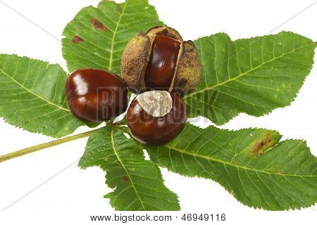 Some Horse chestnuts on green Leaves