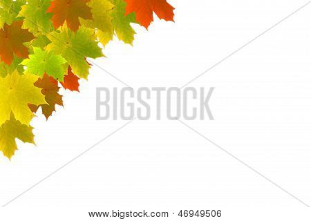 Autumn Maple Leafs Background - Herbstlicher Hintergrund