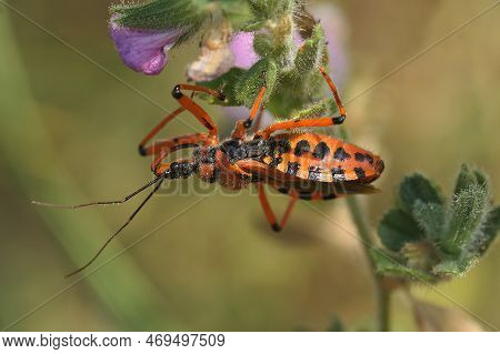 Natural Closeup On A Mediterranean Red Assassin Bug, Rhynocoris Iracundus, Sitting In The Vegetation