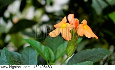 Crossandra Infundibuliformis Also Known As Firecracker Flower Is Species Of Flowering Plant In The F