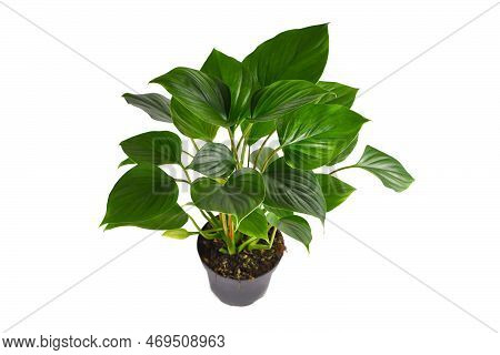 Tropical 'homalomena Rubescens Emerald Gem' (botanic Name) Houseplant On White Background