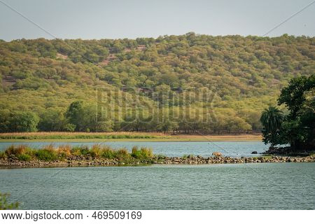 Lake Mountains And Scenery Or Scenic Landscape Background With Wild Female Bengal Tiger Or Panthera 