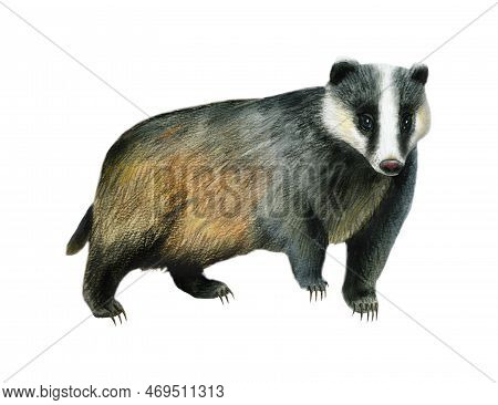 Watercolor Wild Badger Animal, Woodland Forest Illustration. Watercolor Illustration. Realistic Euro