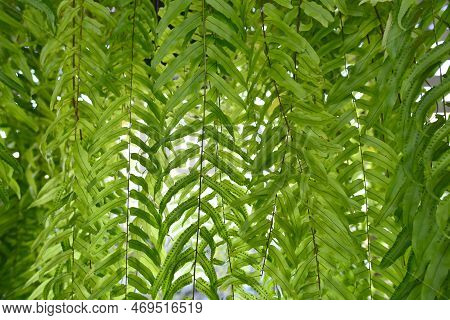 Fern Leaves. Green Fern Plants In Nature Landscape. Fern Plants In Forest. Fresh Green Tropical Foli