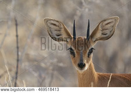 Male Steenbok (raphicerus Campestris) Browsing On Grasses In Etosha National Park, Namibia.