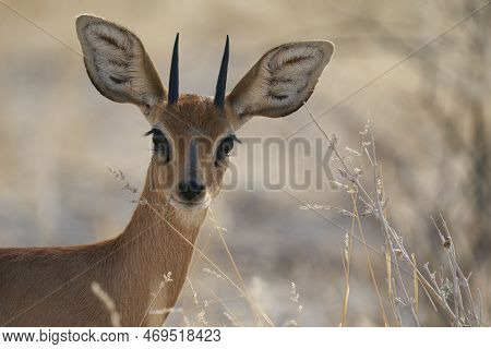 Male Steenbok (raphicerus Campestris) Browsing On Grasses In Etosha National Park, Namibia.