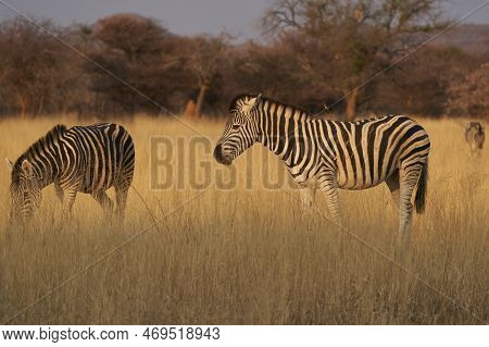 Burchell's Zebra (equus Burchellii)  In Okonjima Nature Reserve, Namibia