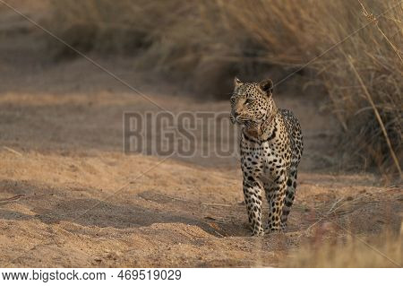 Leopard (panthera Pardus) Stalking Prey In Okonjima Nature Reserve, Namibia