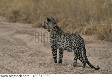Leopard (panthera Pardus) Stalking Prey In Okonjima Nature Reserve, Namibia