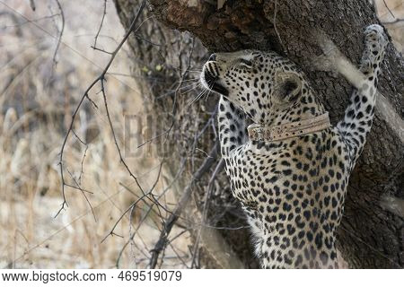 Leopard (panthera Pardus) Marking Its Territory In Okonjima Nature Reserve, Namibia