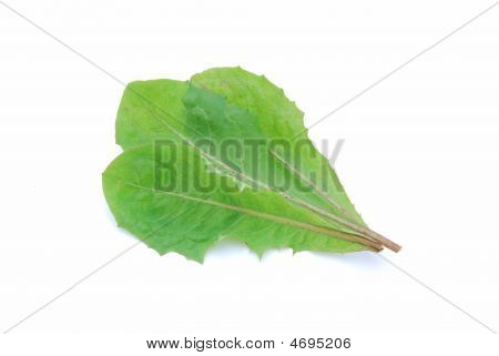 Mælkebøtte salat blade