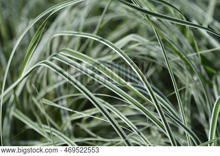 Striped Weeping Sedge Everest Leaves In The Garden