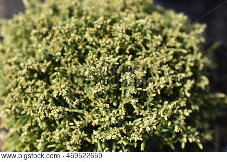 Sawara Cypress White Pygmy Baranches In The Spring