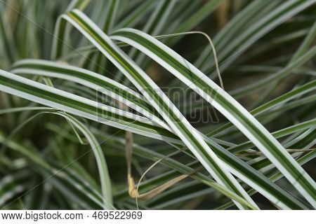 Striped Weeping Sedge Everest Leaves In The Summer