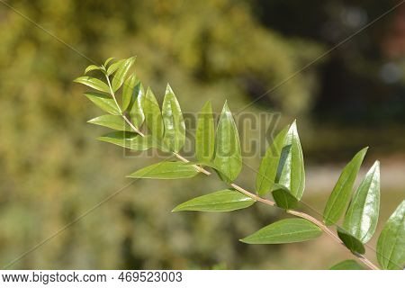 English Redoul Branch With Green Leaves In The Autumn