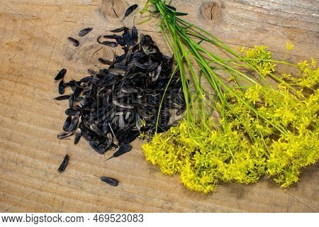 Seeds Of Honey Woad Plant Dye (isatis Tinctoria)