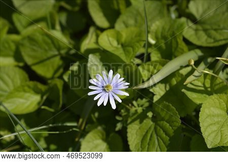 Apennine Anemone Blue Flower In The Garden In Spring