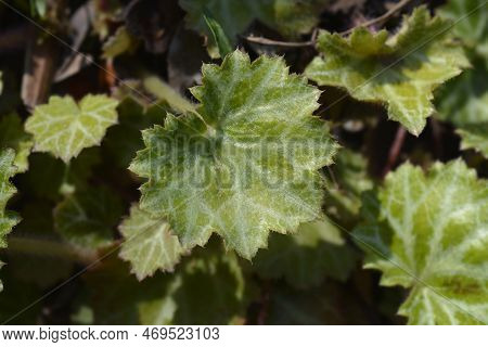 Creeping Saxifrage Leaves In The Garden In Spring