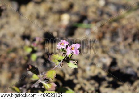 Ornamental Bacopa Pink Flowers In The Garden