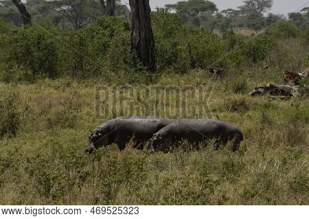 Two Hippopotami Grazing In Broad Day Light Out Of The Water, Which Happens Rarely.