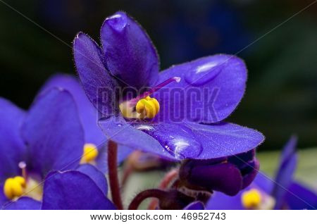 Viola Sororia Flower