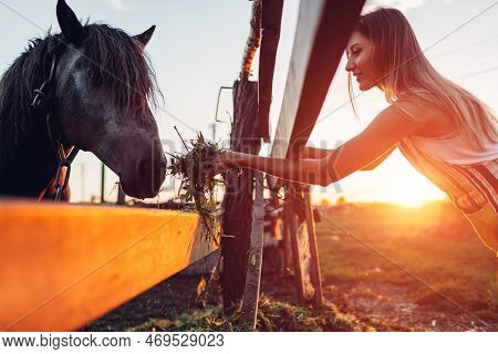 Farmer Feeding Horses With Grass On Farm Yard At Sunset. Happy Cattle Eating And Walking Outdoors In