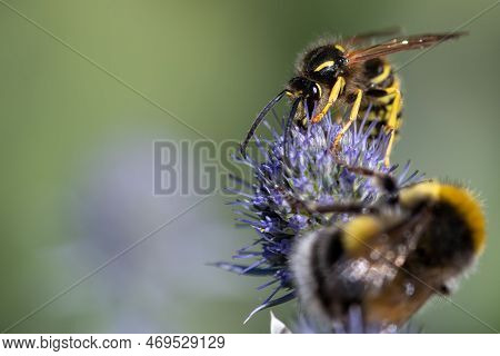 Close Up Of European Wasp (vespula Vulgaris) Pollinating A Southern Globethistle (echinops Ritro) Fl