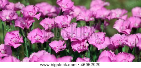 Pink gruppe af dianthus blomster