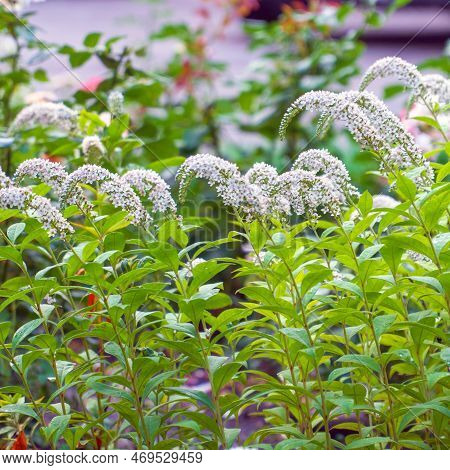White Gooseneck Loosestrife Flowers Bloom In The Garden. Lysimachia Clethroides. Selective Focus