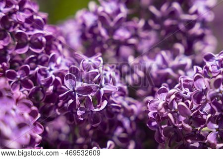 Lovely Fresh Branches Of Lilac Flowers Close-up. Spring Background