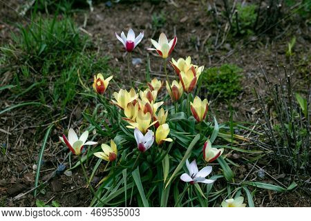 Miscellaneous Tulips Clusiana Bloom In A Garden In April