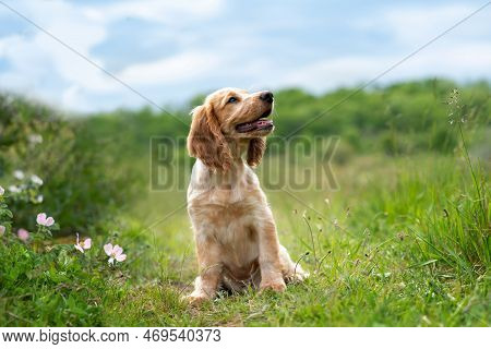 In Summer, On A Sunny Day, A Charming Smiling Red Spaniel Puppy Sits Against The Backdrop Of A Green
