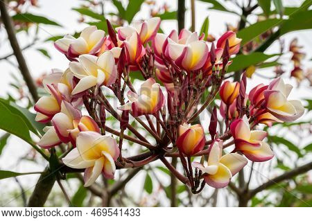 Frangipani (or Plumeria Flower) Flowers Blooming In The Nature.