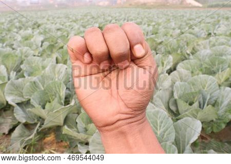 Finger Sign With Cabbage Farm For Deaf