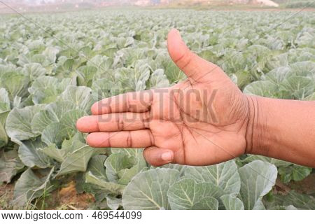 Finger Sign With Cabbage Farm For Deaf