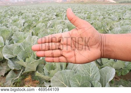 Finger Sign With Cabbage Farm For Deaf