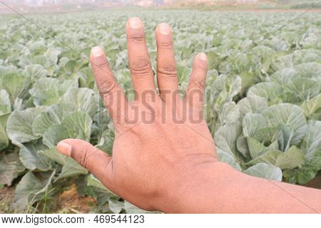 Finger Sign With Cabbage Farm For Deaf